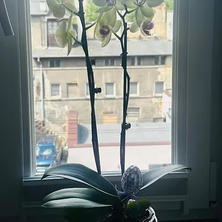 Azzurro - Old Town 公寓 *