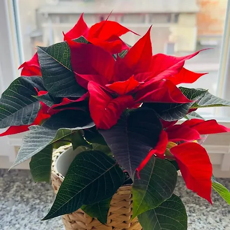 Azzurro - Old Town Appartamento *