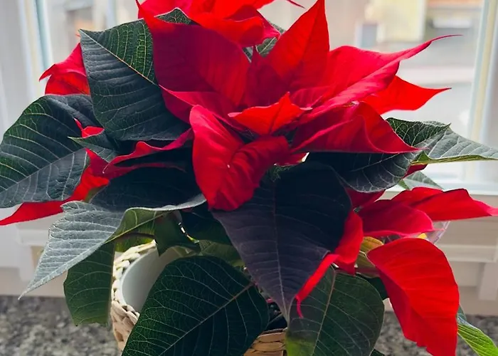 Azzurro - Old Town Apartment *